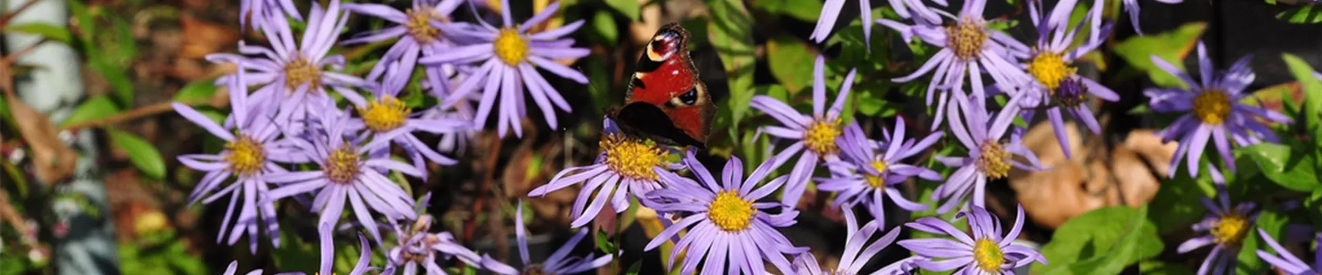 Aster x frikartii 'Wunder von Stäfa'