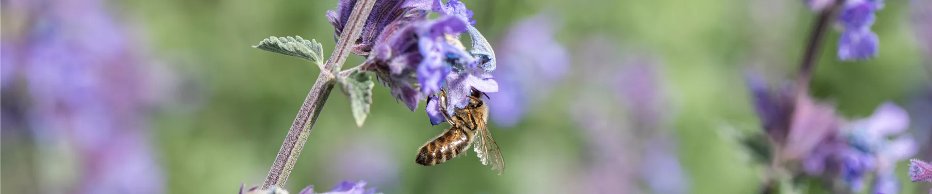 Biene an Katzenminze