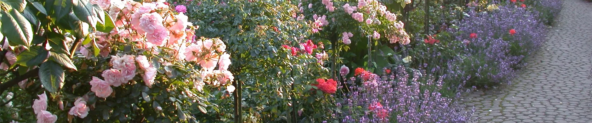 Rosengarten Rosengarten