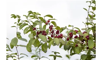 Rote Heckenkirsche