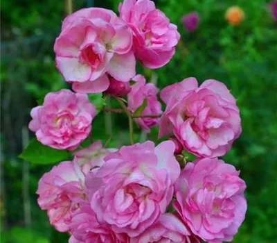 Rosa (Kletterrose) 'Utigord Falls'