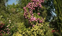 Rosa (Kletterrose) 'Veilchenblau'