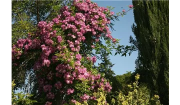 Rosa (Kletterrose) 'Veilchenblau'