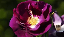 Rosa (Kletterrose) 'Violette'