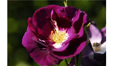 Rosa (Kletterrose) 'Violette'