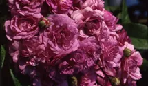 Rosa (Kletterrose) 'Violette'