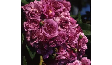 Rosa (Kletterrose) 'Violette'