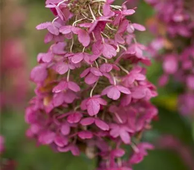 Hydrangea paniculata 'Little Quick Fire'