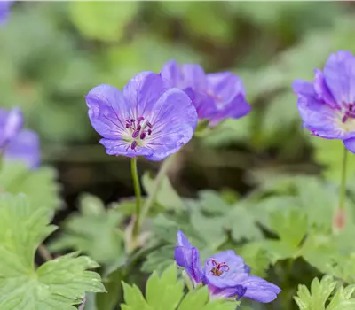 Geranium wallichianum 'Rozanne'