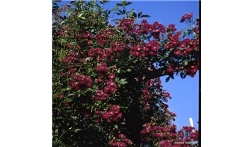 Rosa (Kletterrose) 'Violette'