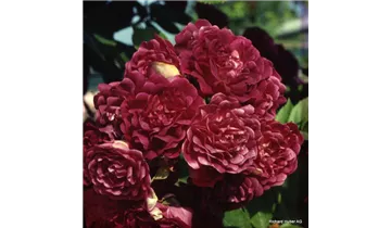 Rosa (Kletterrose) 'Violette'