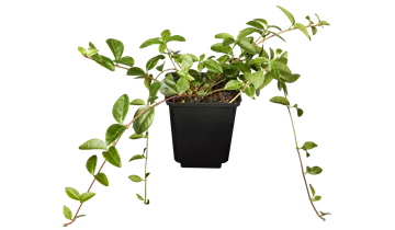 Vinca minor