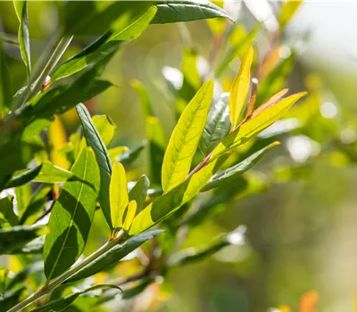 Punica granatum 'Wonderful Precoce'