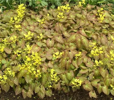 Epimedium perralchicum (x) 'Frohnleiten'