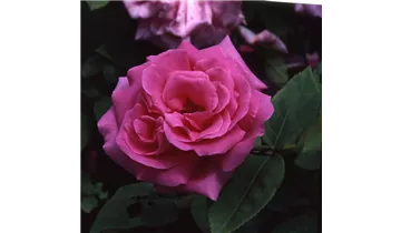 Rosa (Kletterrose) 'Zéphirine Drouhin'