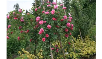 Rosa (Kletterrose) 'Zéphirine Drouhin'