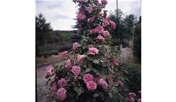 Rosa (Kletterrose) 'Zéphirine Drouhin'