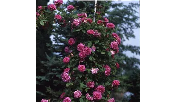 Rosa (Kletterrose) 'Zéphirine Drouhin'