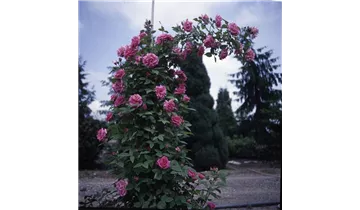 Rosa (Kletterrose) 'Zéphirine Drouhin'
