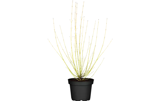 Cornus