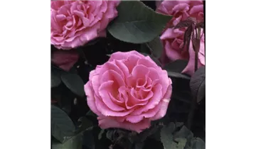 Rosa (Kletterrose) 'Zéphirine Drouhin'
