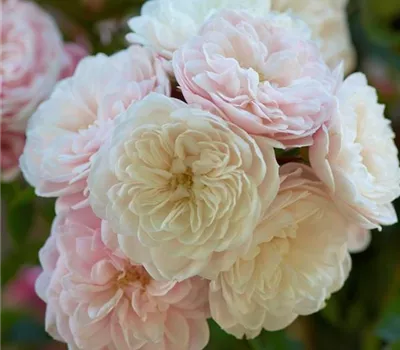 Rosa (Kletterrose) 'Alina®'