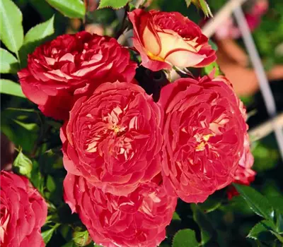 Rosa (Kletterrose) 'Carmen®'