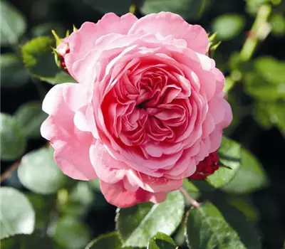 Rosa (Kletterrose) 'Eva®'