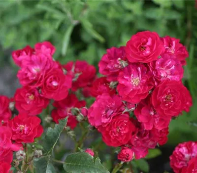 Rosa (Miniaturrose) 'Alberich'