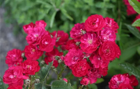 Rosa (Miniaturrose) 'Alberich'
