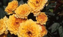 Rosa (Miniaturrose) 'Apricot Clementine'®