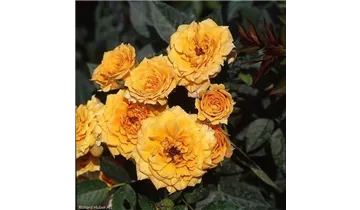 Rosa (Miniaturrose) 'Apricot Clementine'®