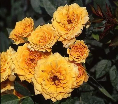 Rosa (Miniaturrose) 'Apricot Clementine'®