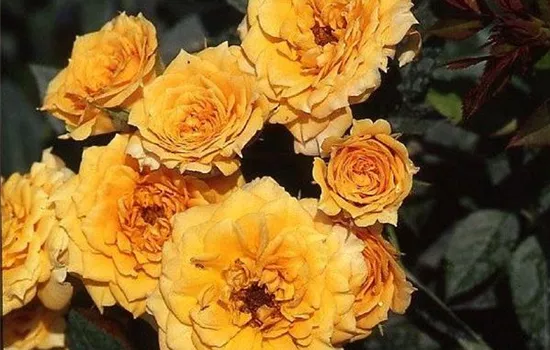 Rosa (Miniaturrose) 'Apricot Clementine'®