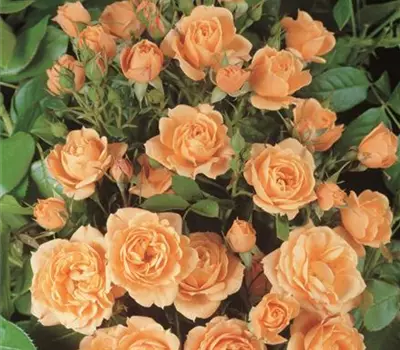Rosa (Miniaturrose) 'Apricot Clementine'®