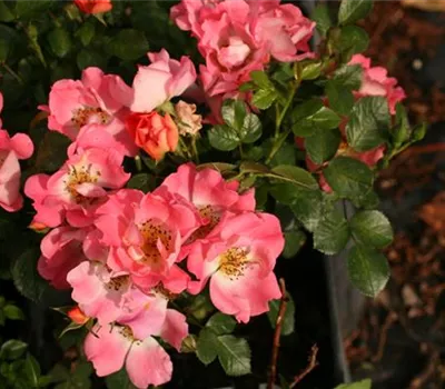 Rosa (Miniaturrose) 'Coco'®