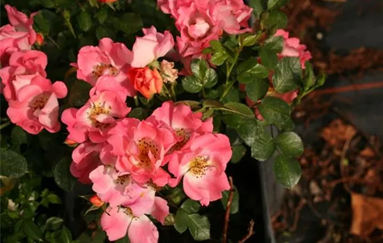 Rosa (Miniaturrose) 'Coco'®