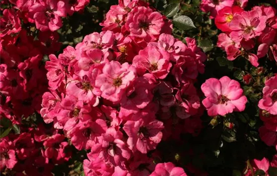Rosa (Miniaturrose) 'Lupo'
