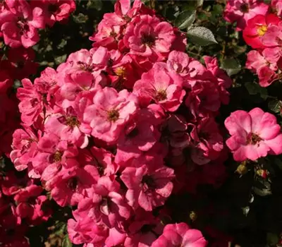 Rosa (Miniaturrose) 'Lupo'
