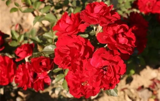 Rosa (Miniaturrose) 'Zwergkönig 78'®
