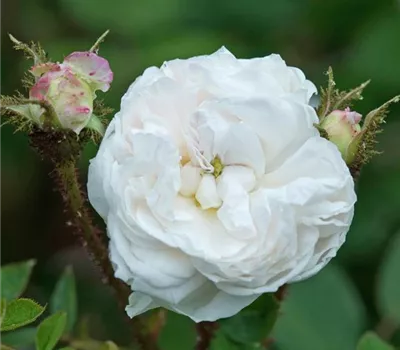 Rosa (Moosrose) 'Blanche Moreau'
