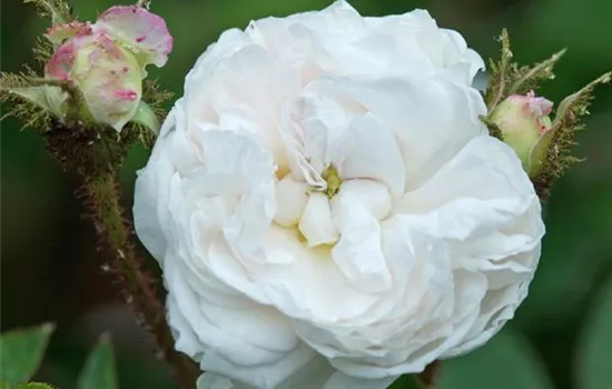 Rosa (Moosrose) 'Blanche Moreau'