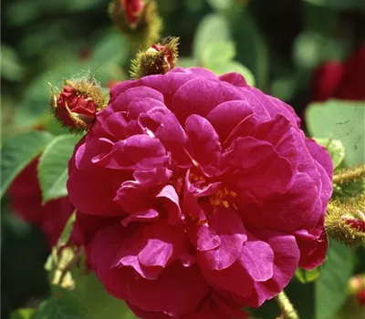 Rosa (Moosrose) 'Henri Martin'