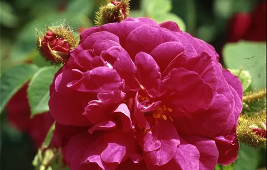 Rosa (Moosrose) 'Henri Martin'