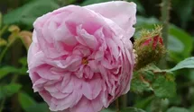 Syn. Rosa Centifolia Muscosa