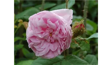 Syn. Rosa Centifolia Muscosa