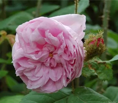 Rosa (Moosrose) 'Moss Common'