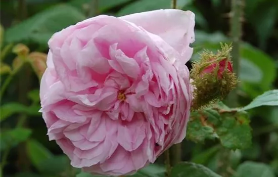 Rosa (Moosrose) 'Moss Common'