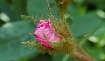 Syn. Rosa Centifolia Muscosa