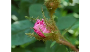 Syn. Rosa Centifolia Muscosa